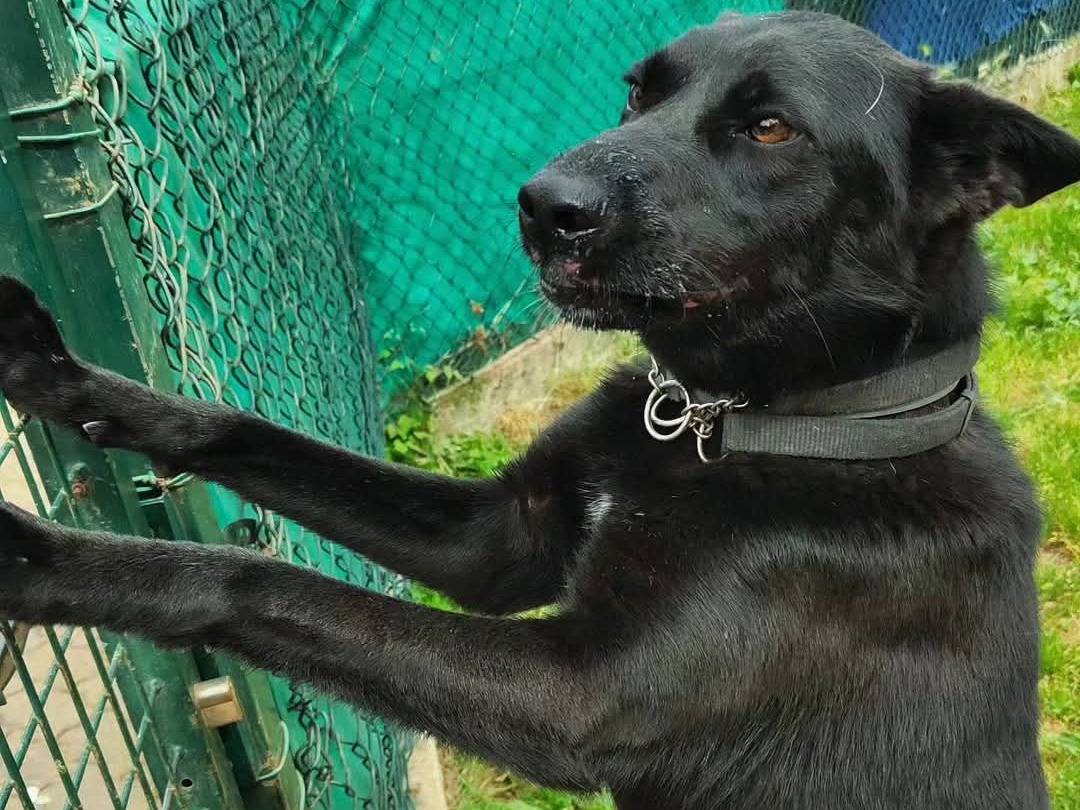 Adotta un cane, femmina, 2 anni  e 9 mesi , Genova