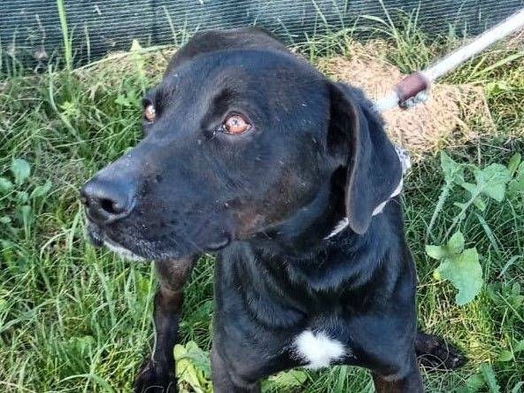 Adozione cane, maschio, Labrador Retriever Razza sconosciuta, 3 anni  e 10 mesi , taglia media, Latina