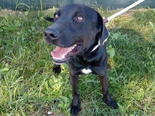 Adotta un cane, maschio, 3 anni  e 10 mesi , Latina