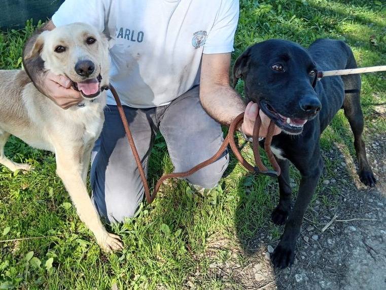 Adotta un cane, taglia media, maschio, Latina
