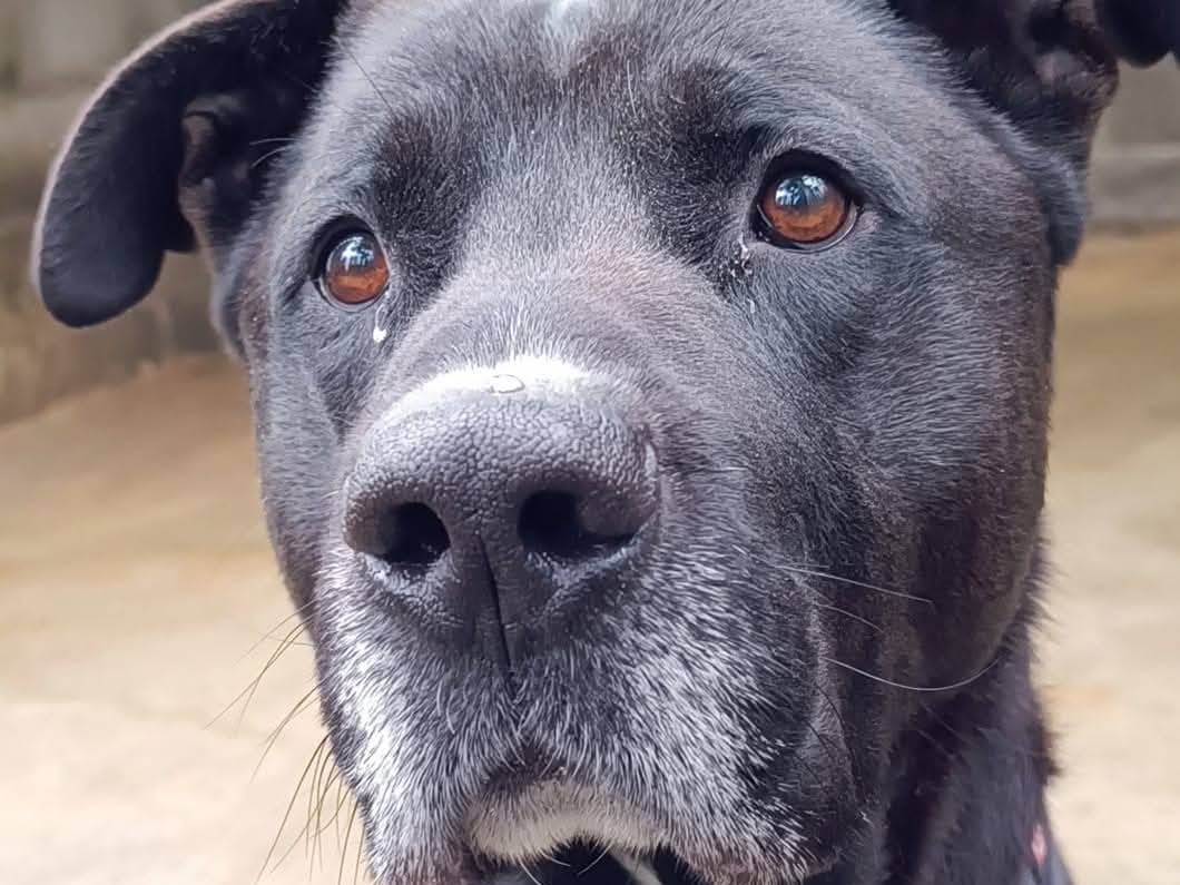Foto dell'animale