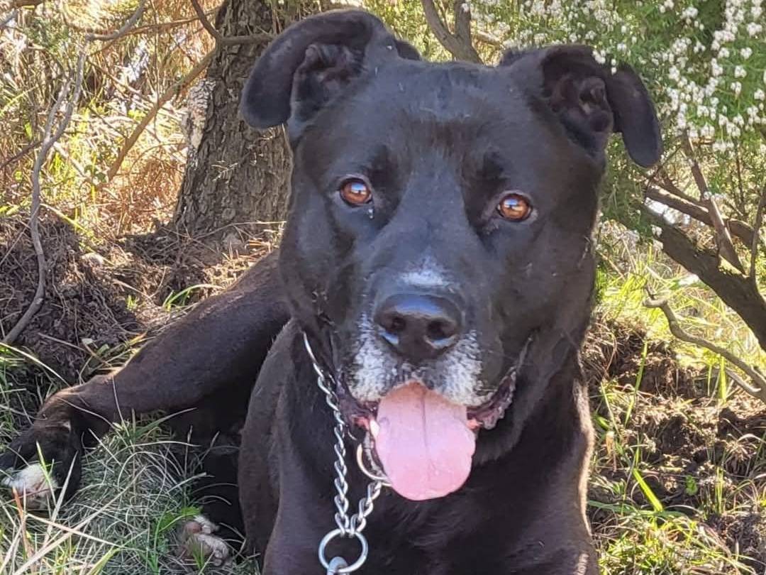 Adotta un cane, maschio, 6 anni  e 3 mesi , Genova
