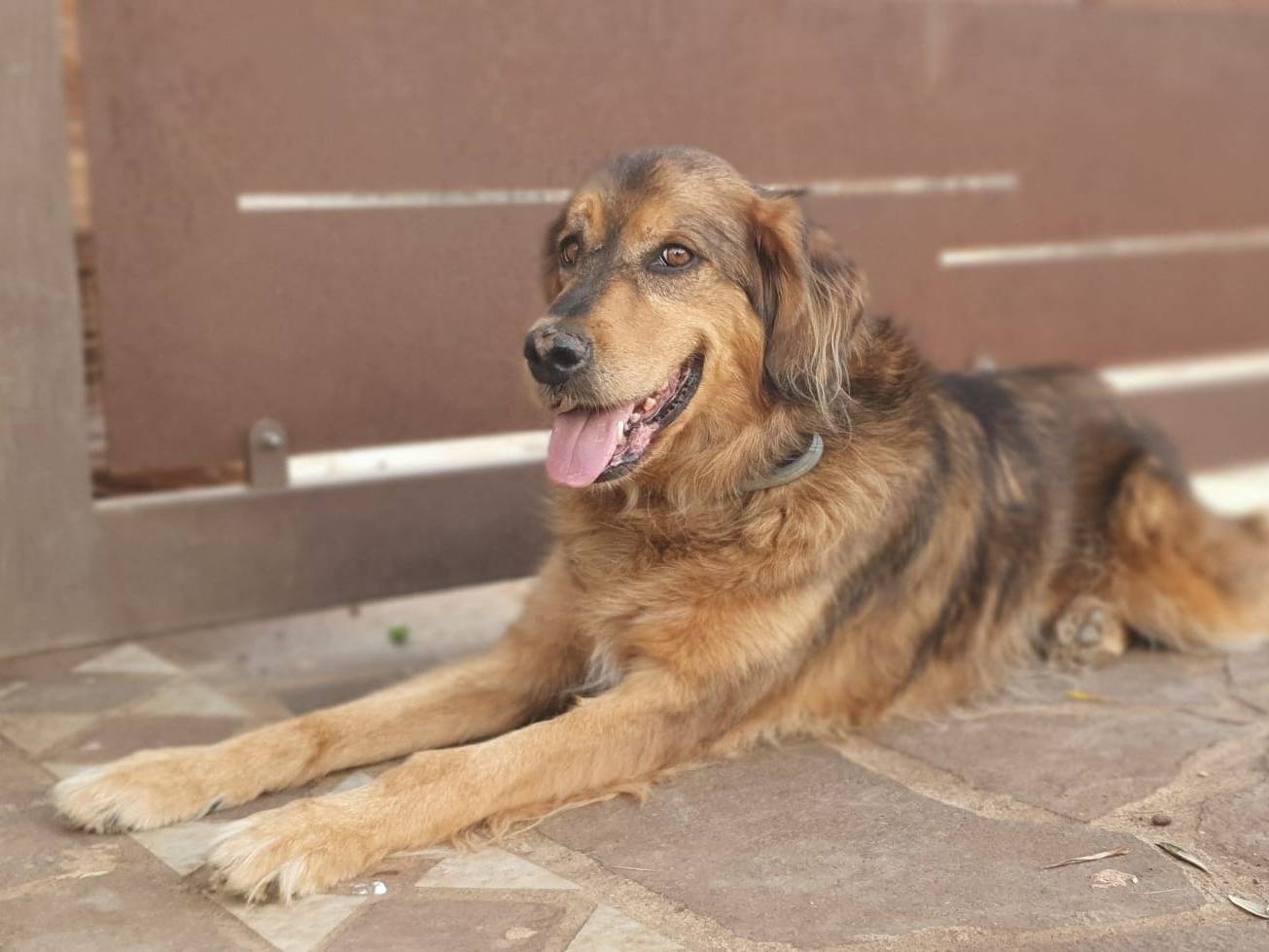 Adotta un cane, taglia media, maschio, Roma