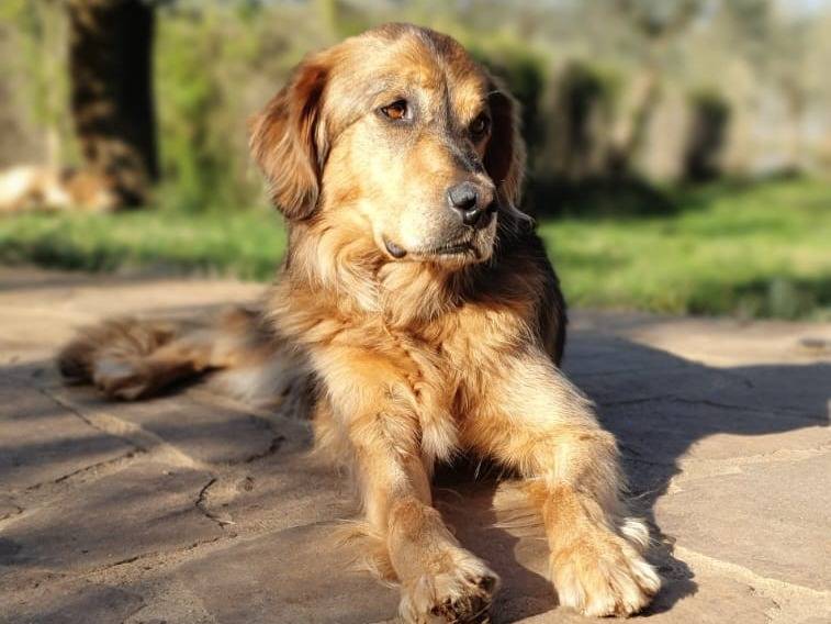 Vuoi adottare un cane a Roma?
