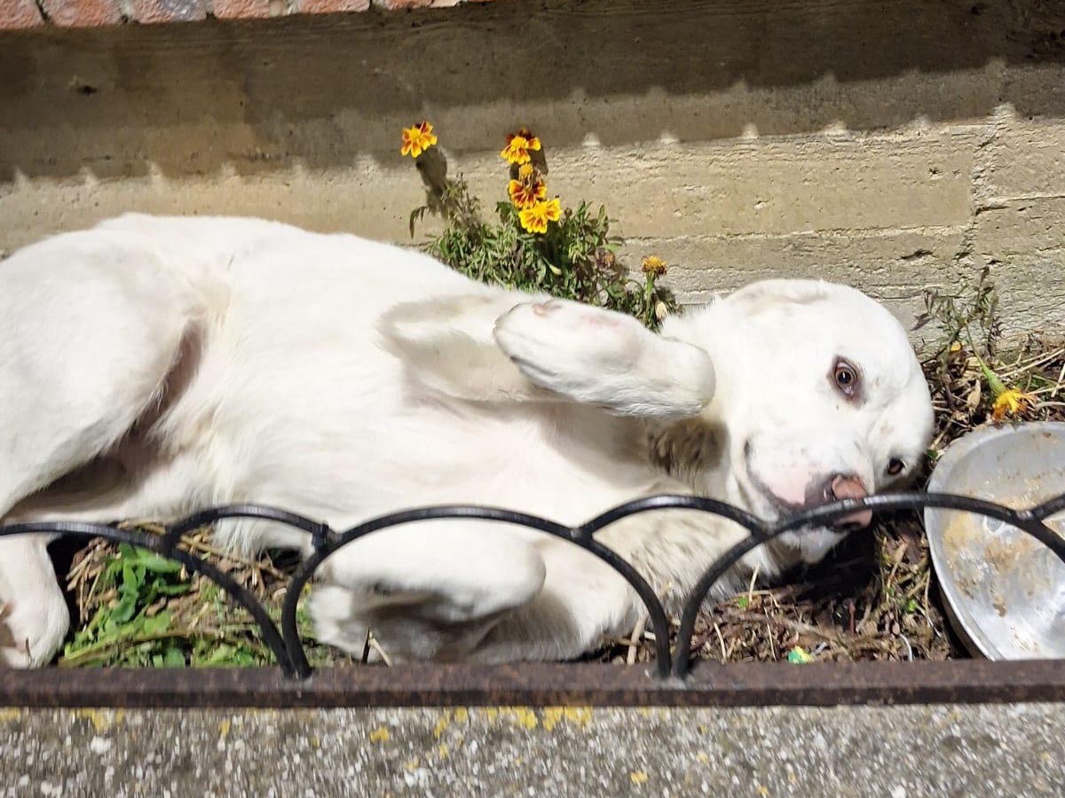 Adotta un cane, maschio, 1 anno e 2 mesi , Salerno