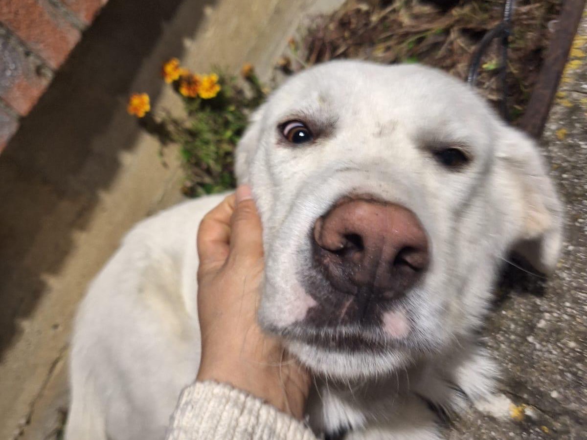 Adotta un cane, taglia media, maschio, Salerno