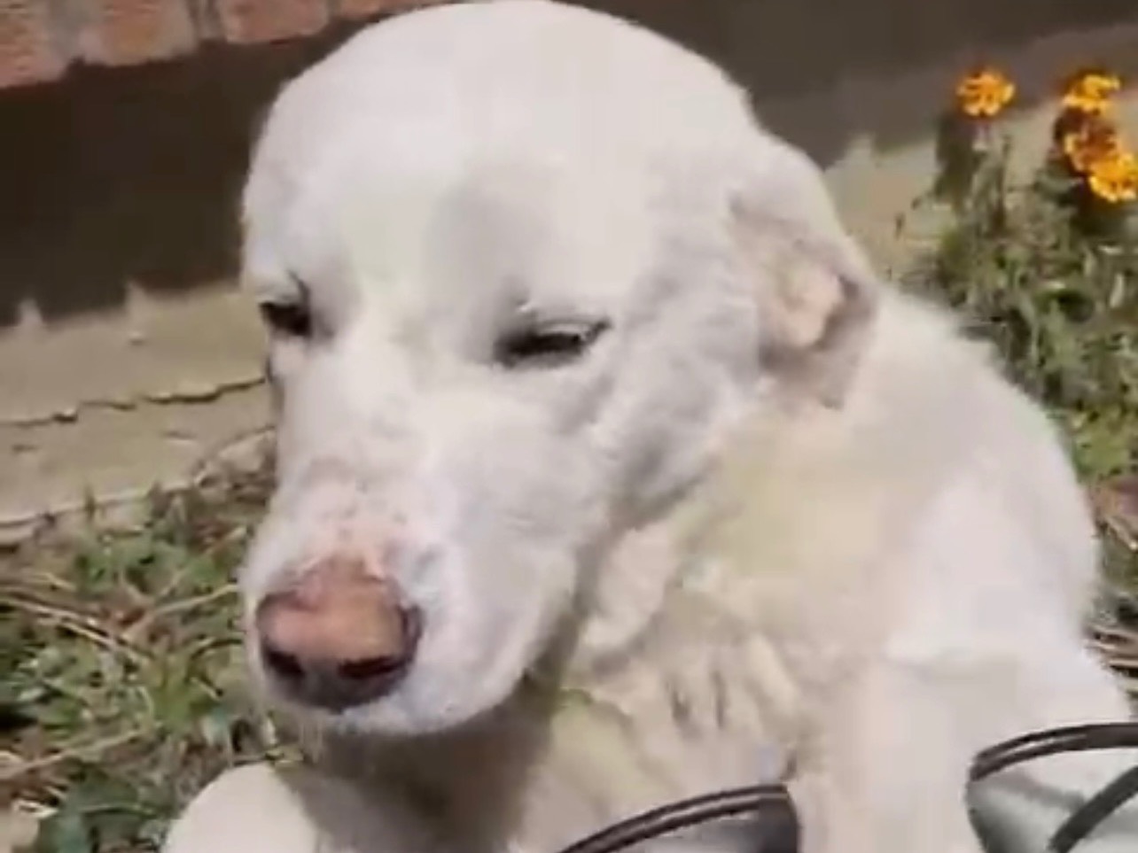 Vuoi adottare un cane a Salerno?