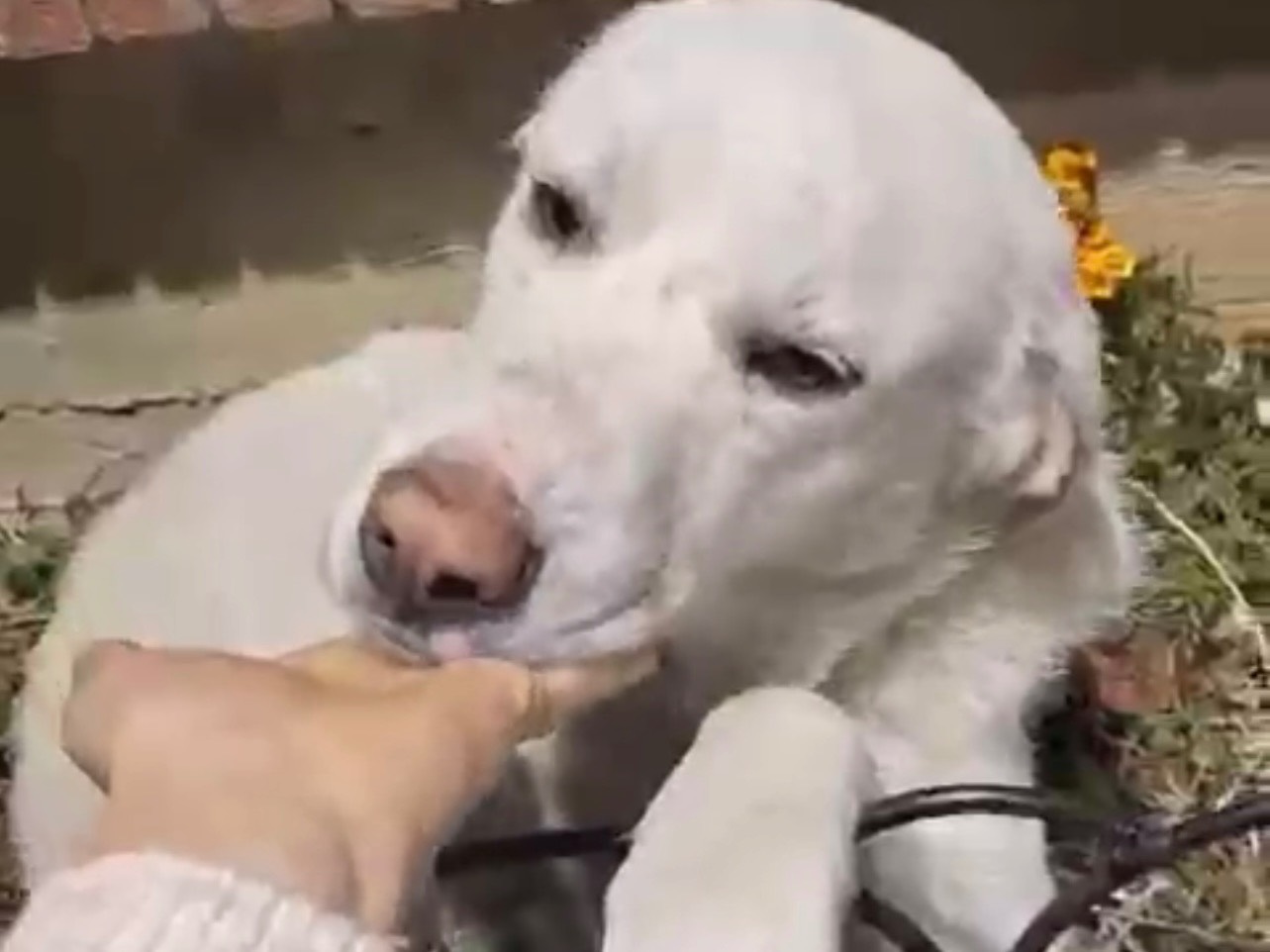 Adotta il cane Leo Modest a Salerno