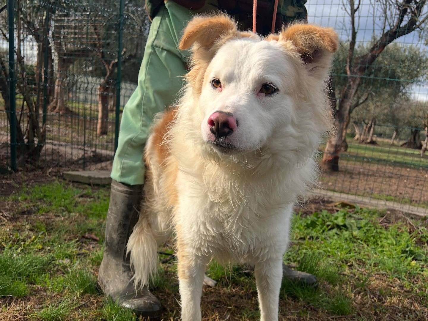 Adotta un cane, maschio, 1 anno e 5 mesi , Matera