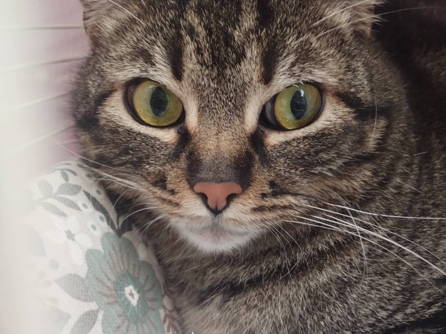 Foto dell'animale
