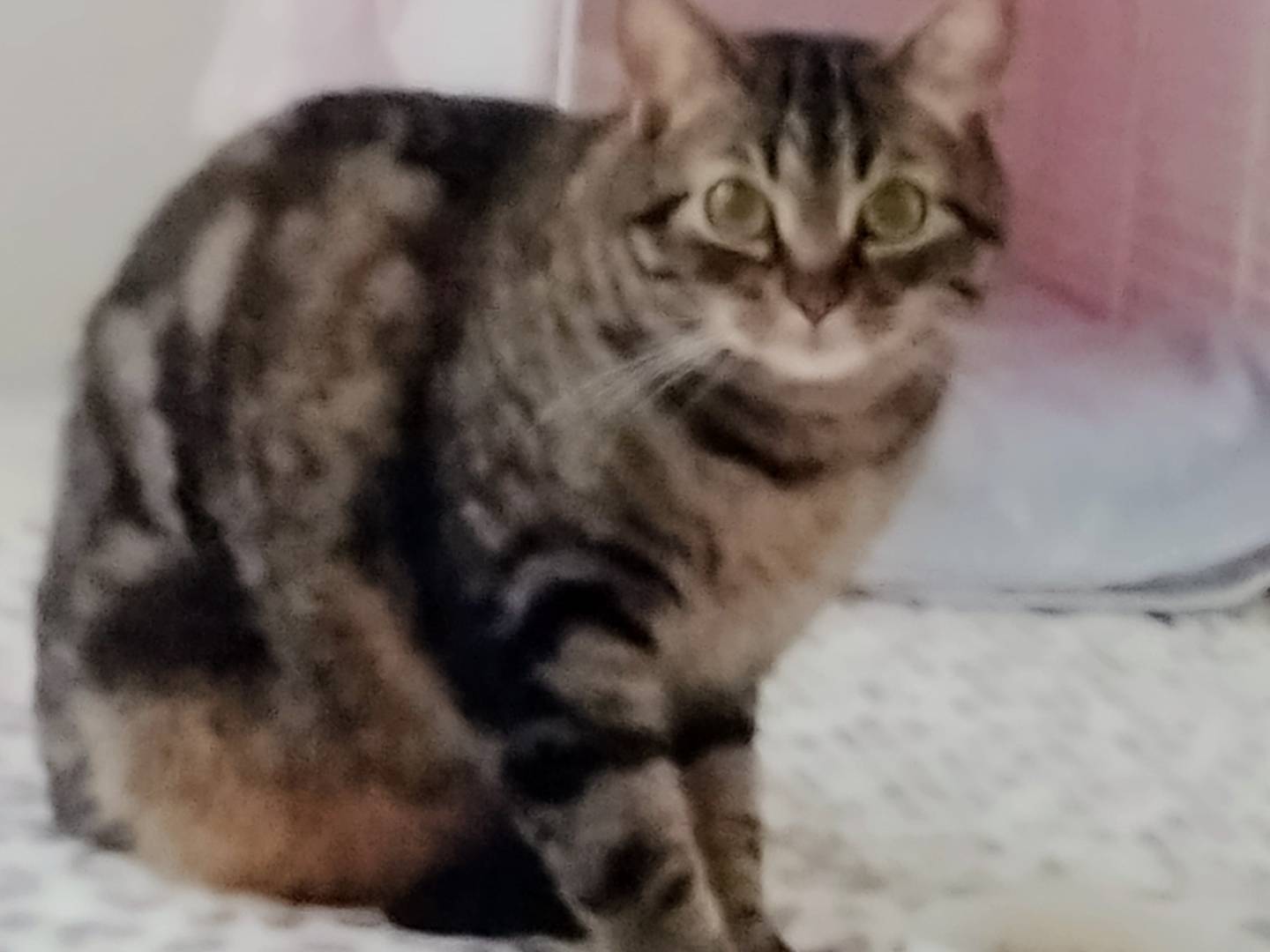 Adotta un gatto, taglia non valida, maschio, Napoli