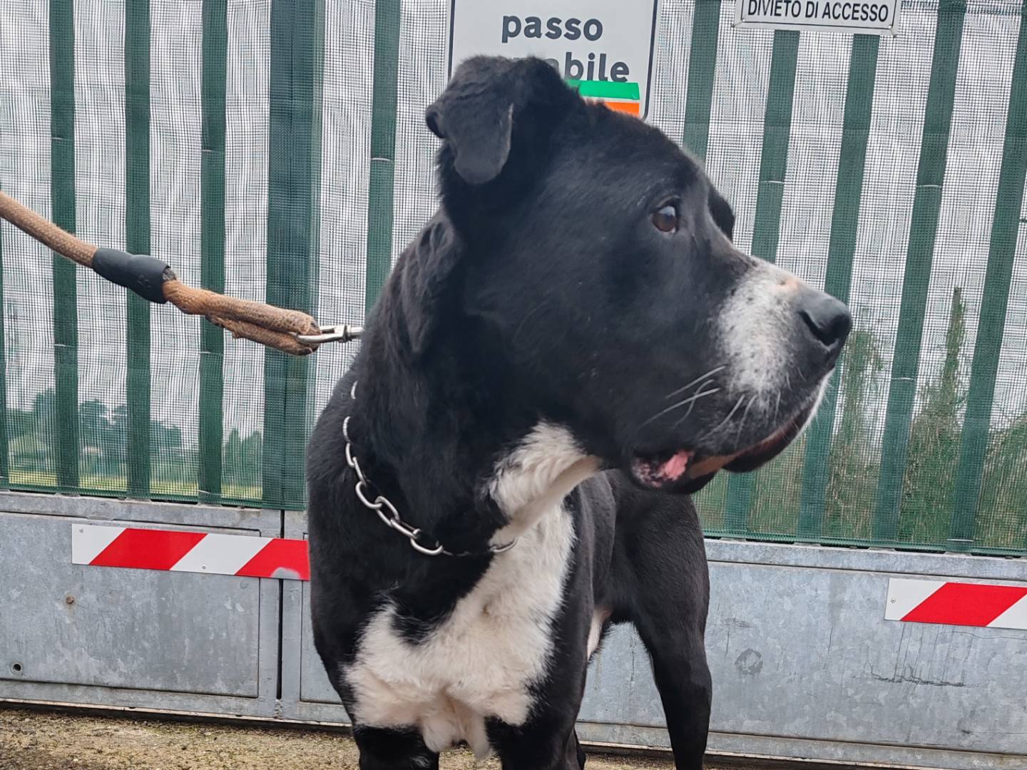 Adotta un cane, maschio, 10 anni  e 3 mesi , Monza