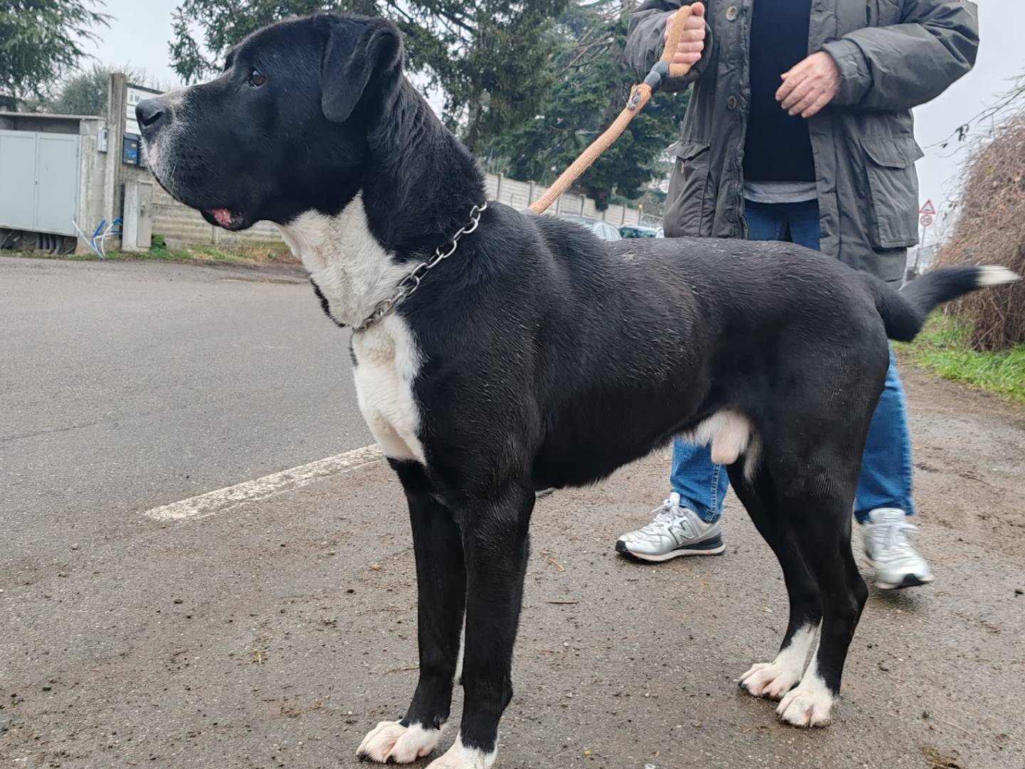 Adotta un cane, taglia grande, maschio, Monza