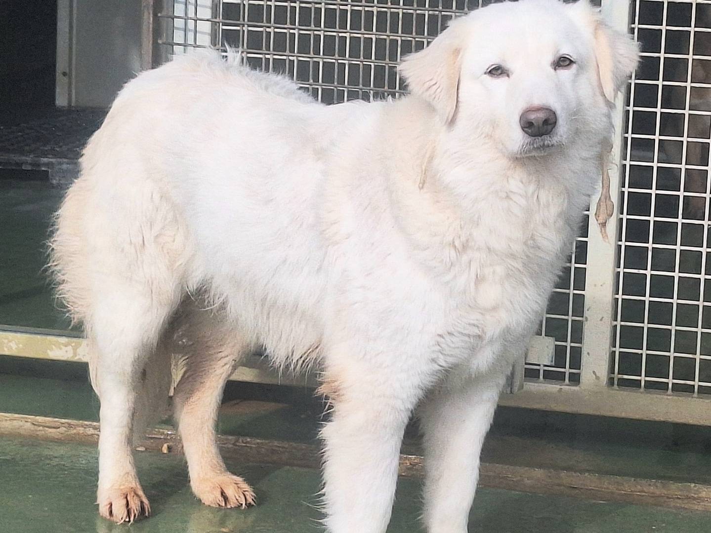 Adotta un cane, femmina, 3 anni  e 4 mesi , Teramo