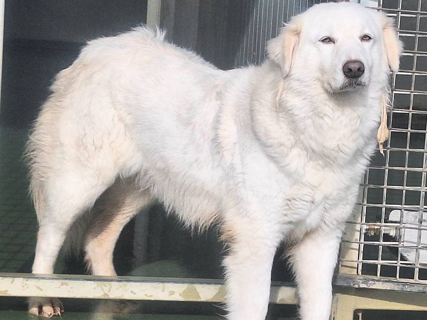 Adotta un cane, taglia media, femmina, Teramo