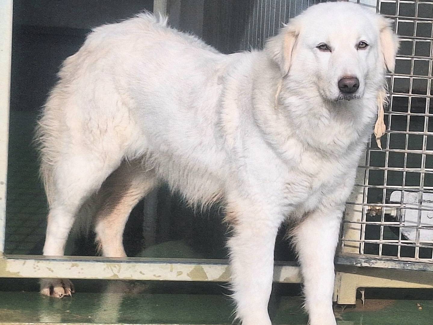 Vuoi adottare un cane a Teramo?