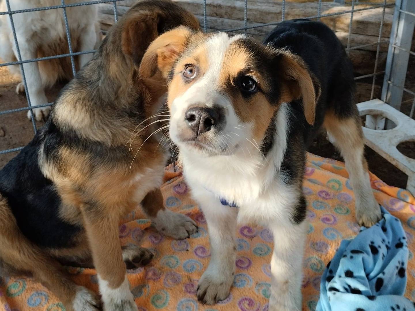 Adotta un cane, maschio, 1 anno e 4 mesi, Bari