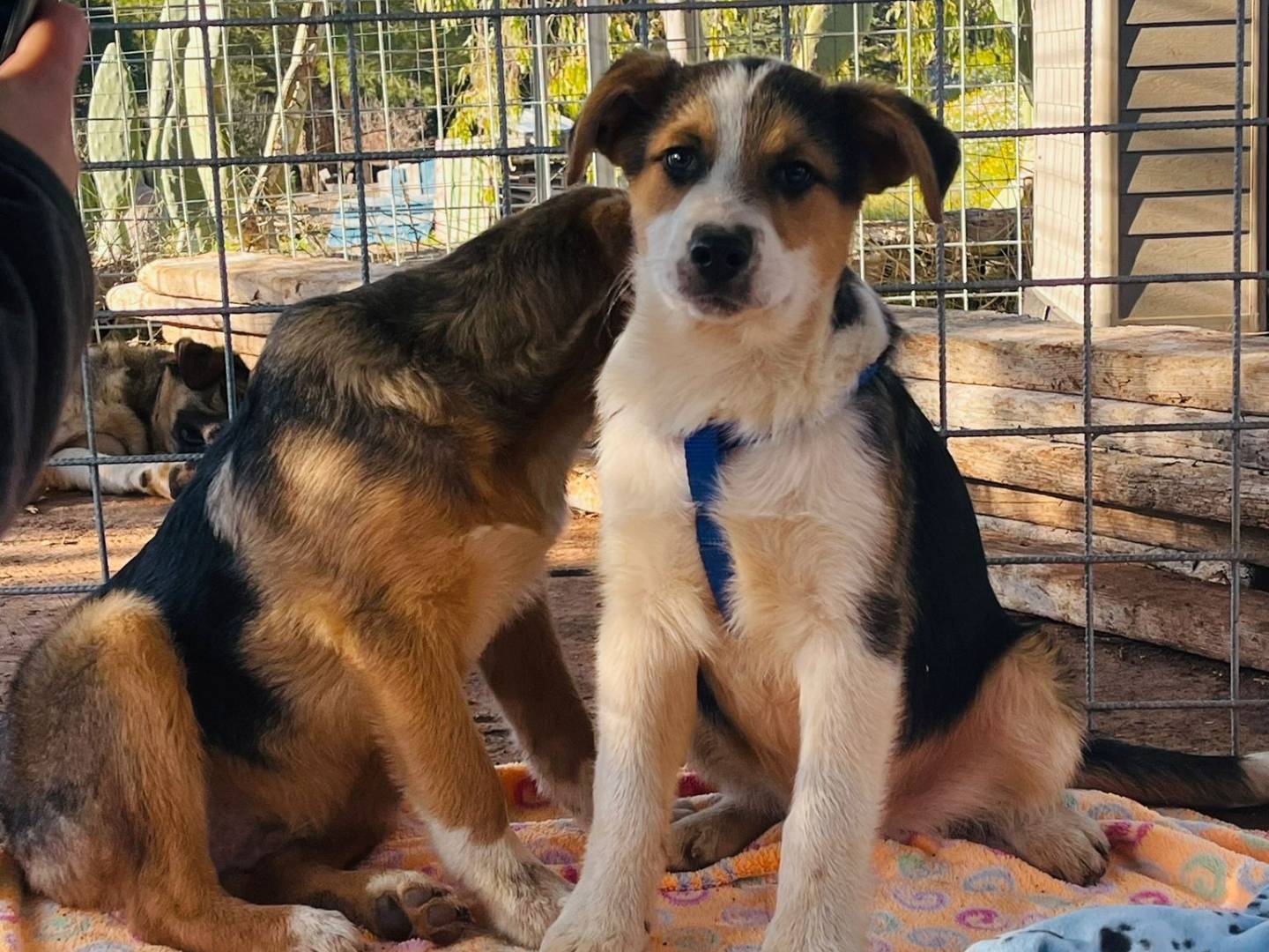 Adotta un cane, taglia grande, maschio, Bari