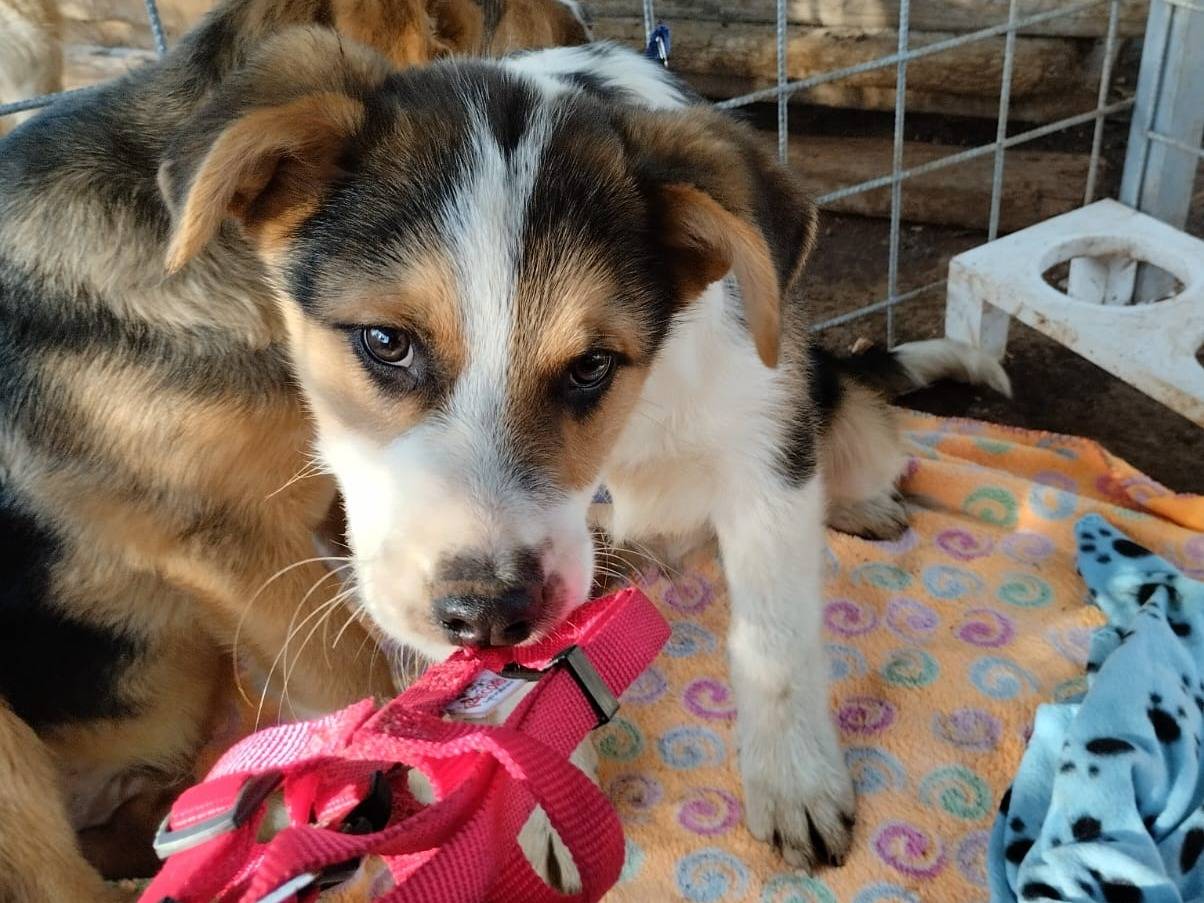 Vuoi adottare un cane a Bari?