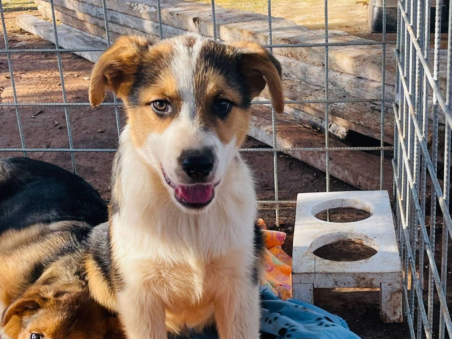 Adotta il cane Beethoven  a Bari