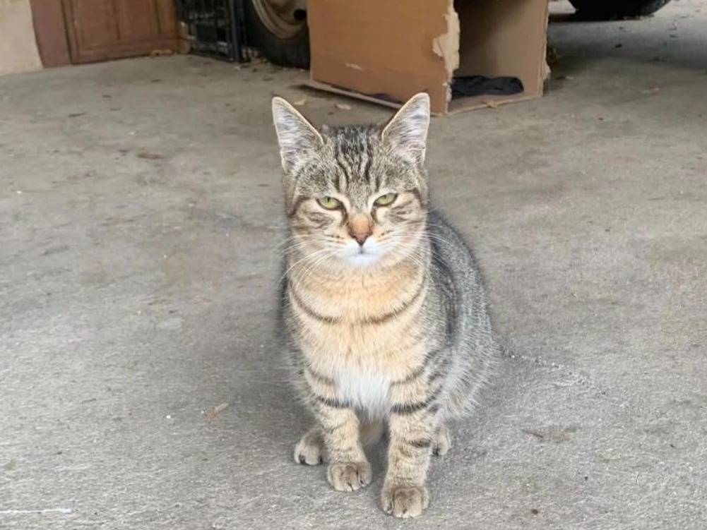 Adotta un gatto, femmina, 6 mesi, Catanzaro