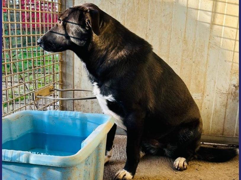 Adotta un cane, femmina, 10 mesi, Caserta