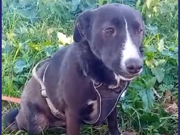 Adotta un cane, taglia media, femmina, Caserta