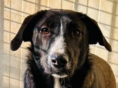 Vuoi adottare un cane a Caserta?