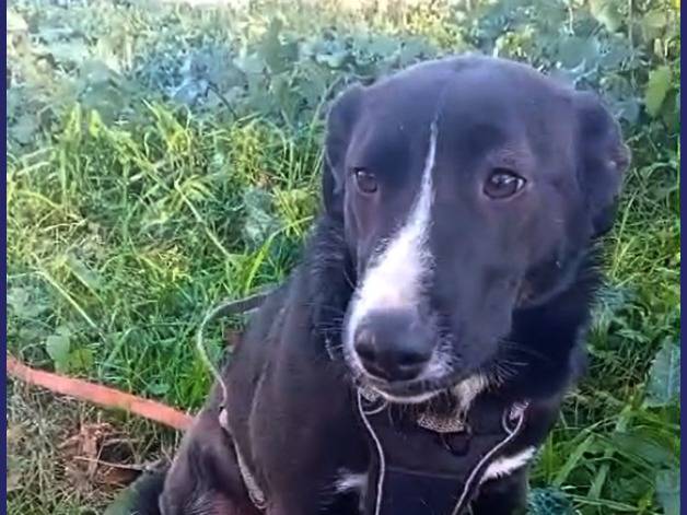 Adotta il cane ALMA a Caserta