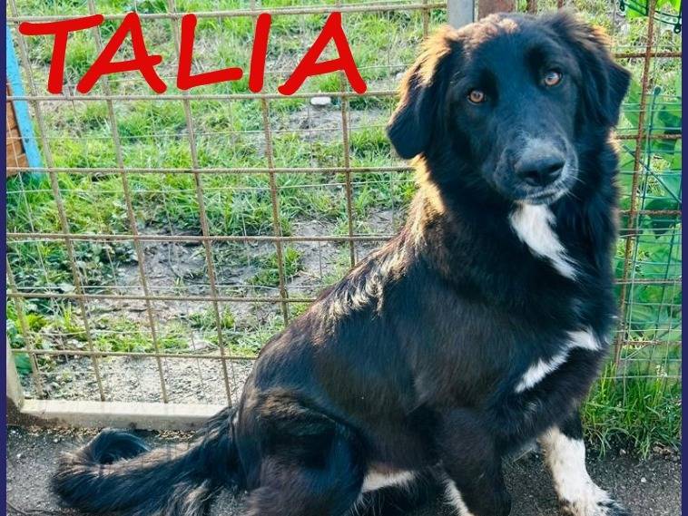 Adozione cane, femmina, Razza sconosciuta Razza sconosciuta, 8 mesi, taglia media, Caserta