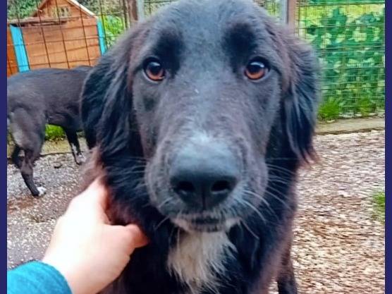 Adotta un cane, femmina, 8 mesi, Caserta