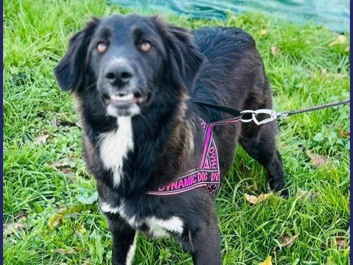 Adotta un cane, taglia media, femmina, Caserta