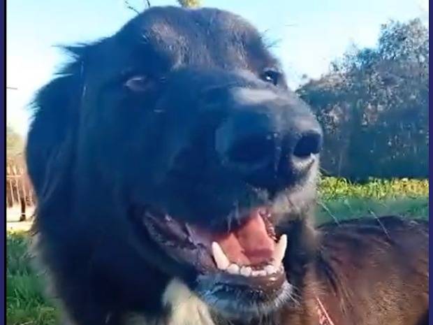 Vuoi adottare un cane a Caserta?