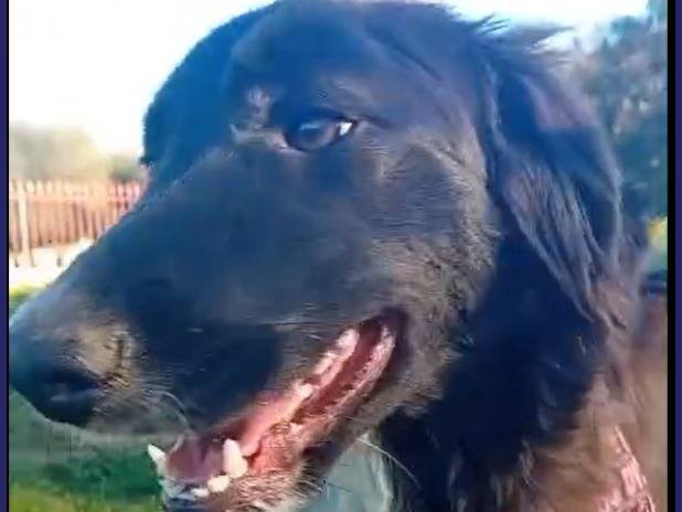 Adotta il cane TALIA a Caserta