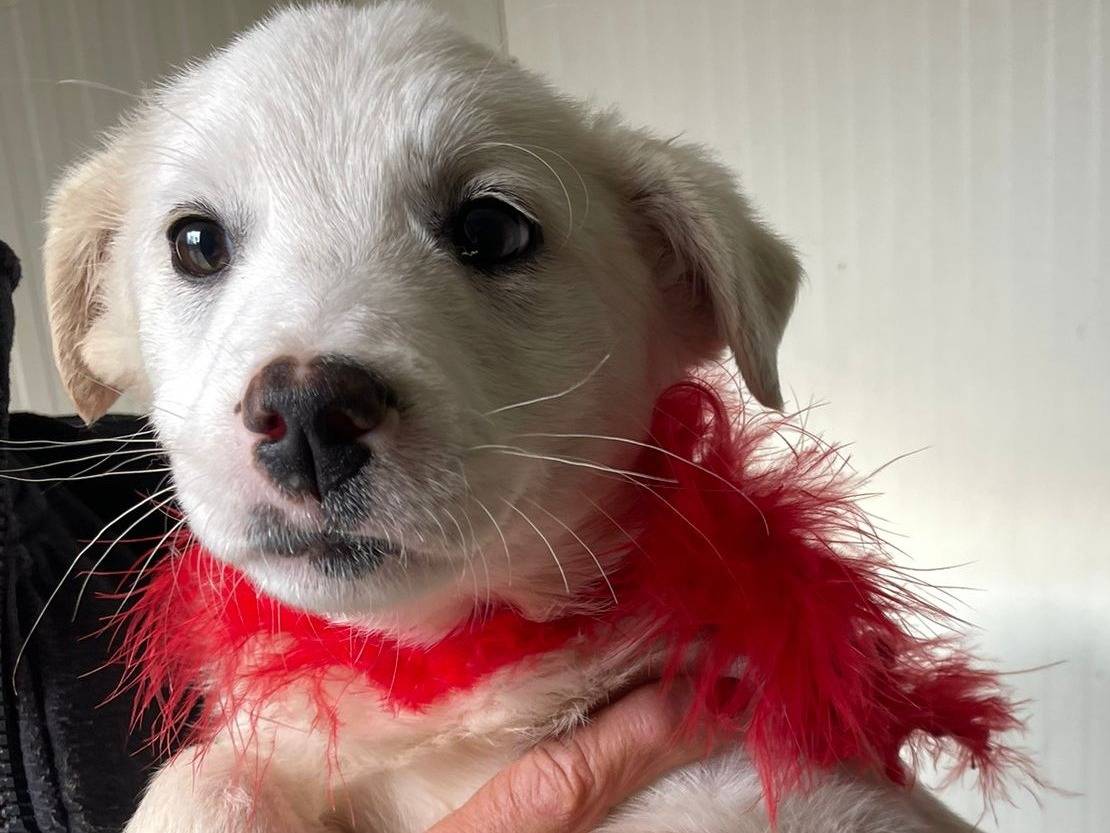 Adotta il cane NATALINA a Frosinone