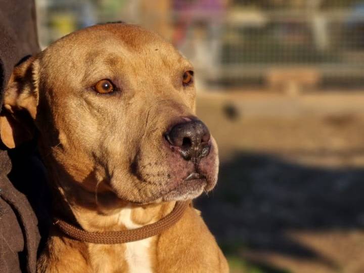 Adotta un cane, taglia media, femmina, Milano