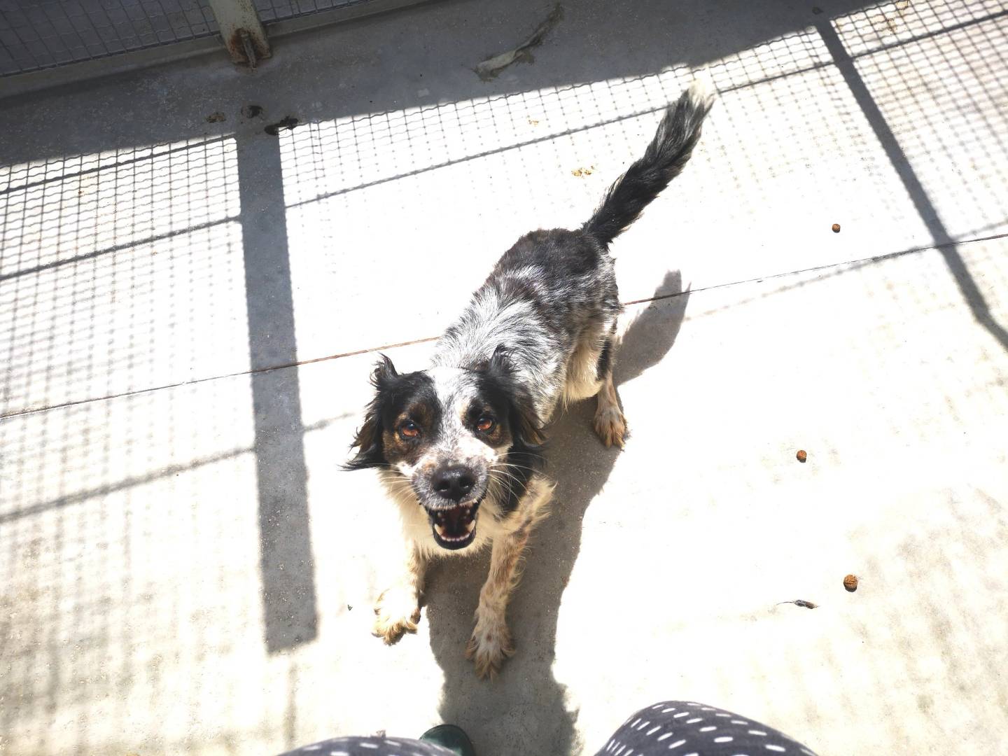 Adotta un cane, maschio, 9 anni  e 1 mese, Caserta