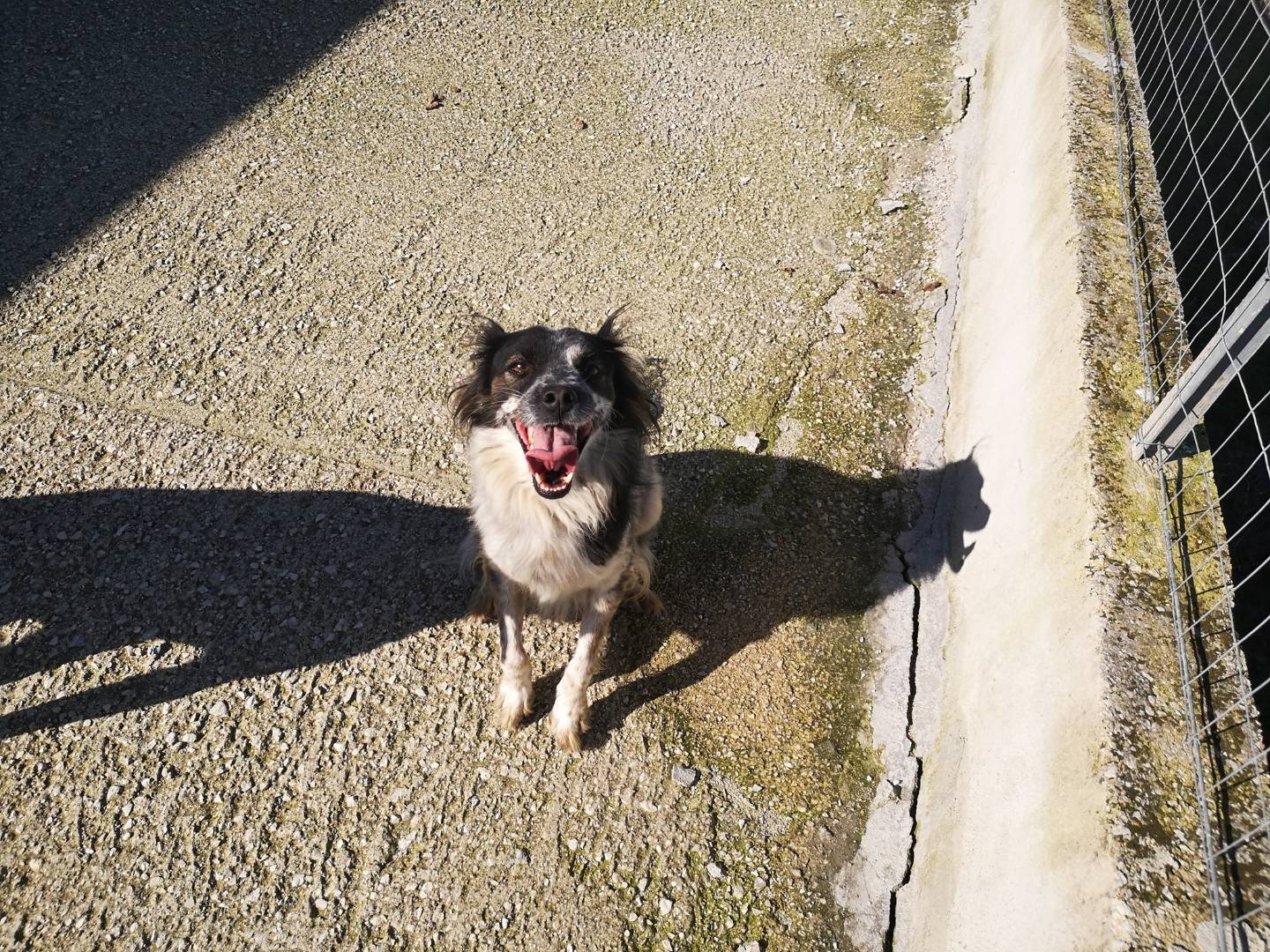 Adotta un cane, taglia media contenuta, maschio, Caserta