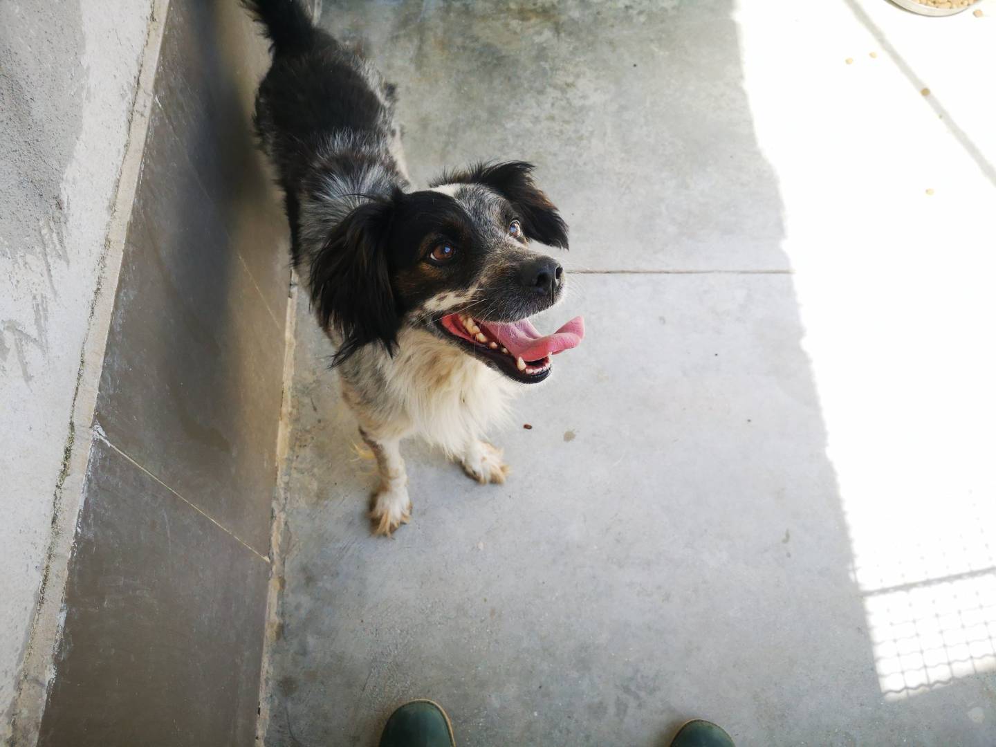 Vuoi adottare un cane a Caserta?