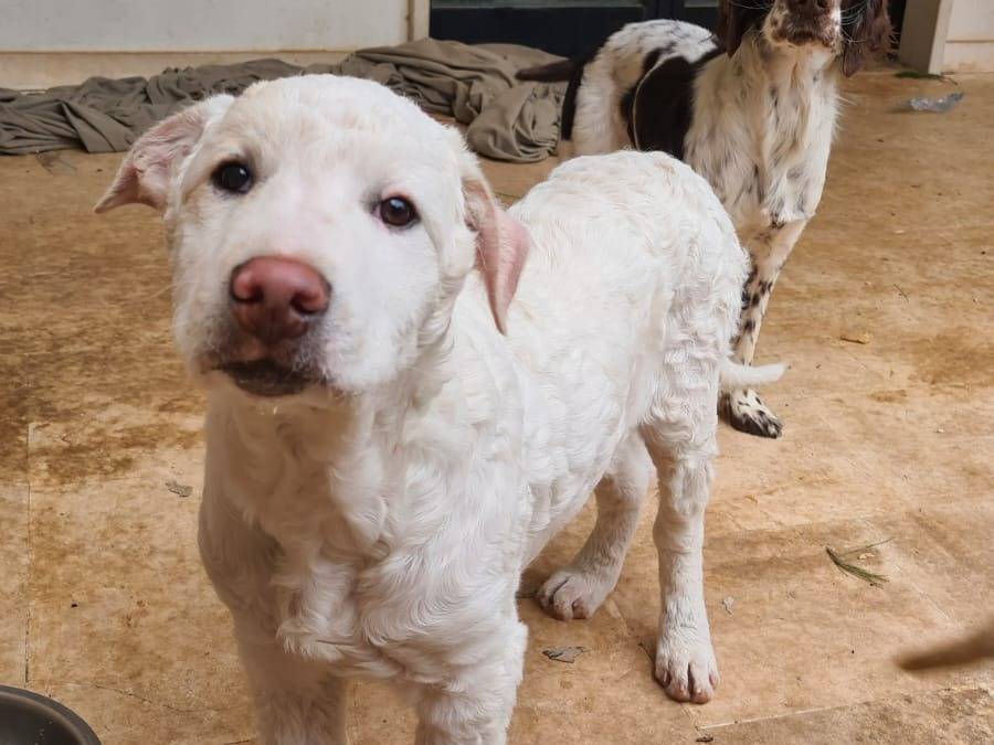 Adozione cane, maschio, Razza sconosciuta Razza sconosciuta, 1 anno e 5 mesi, taglia grande, Bari
