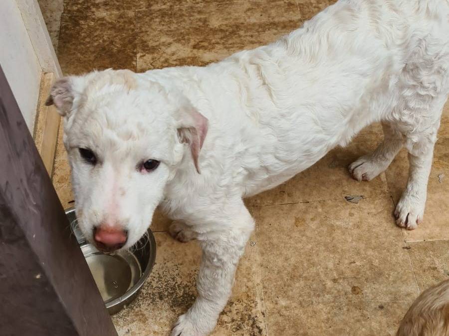 Adotta un cane, maschio, 1 anno e 5 mesi, Bari