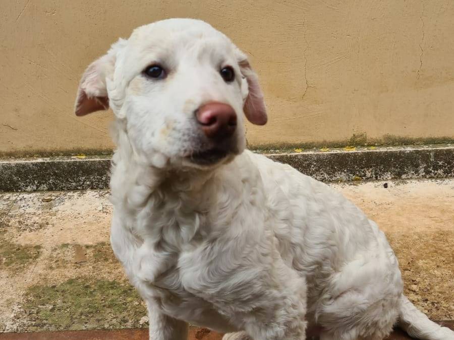 Vuoi adottare un cane a Bari?