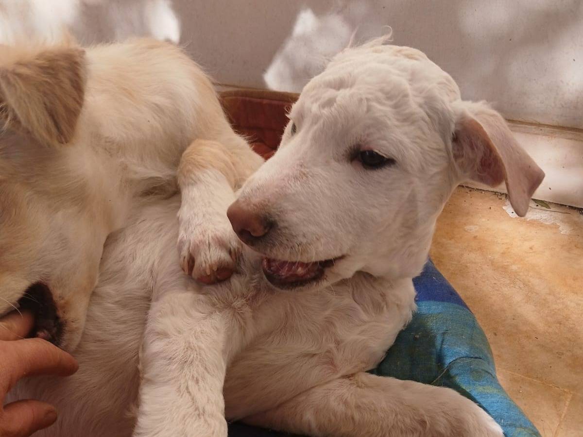 Adotta il cane Hagrid a Bari