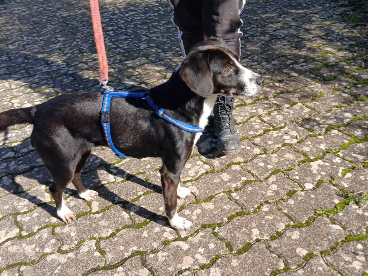 Adotta un cane, femmina, 4 anni  e 5 mesi , Bari