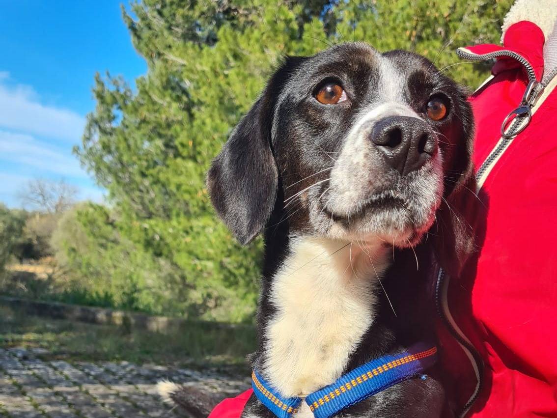 Adotta un cane, taglia media contenuta, femmina, Bari