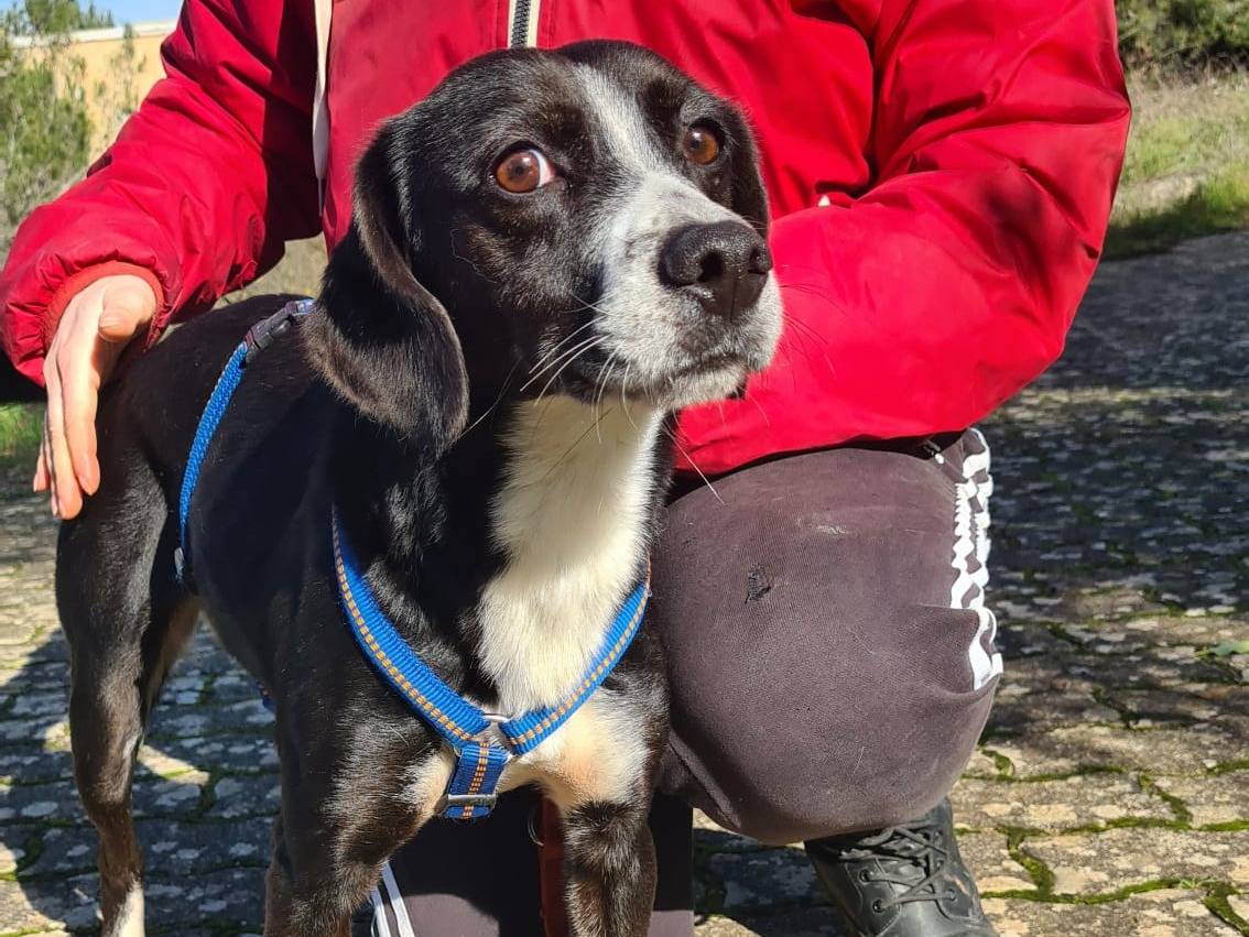 Vuoi adottare un cane a Bari?