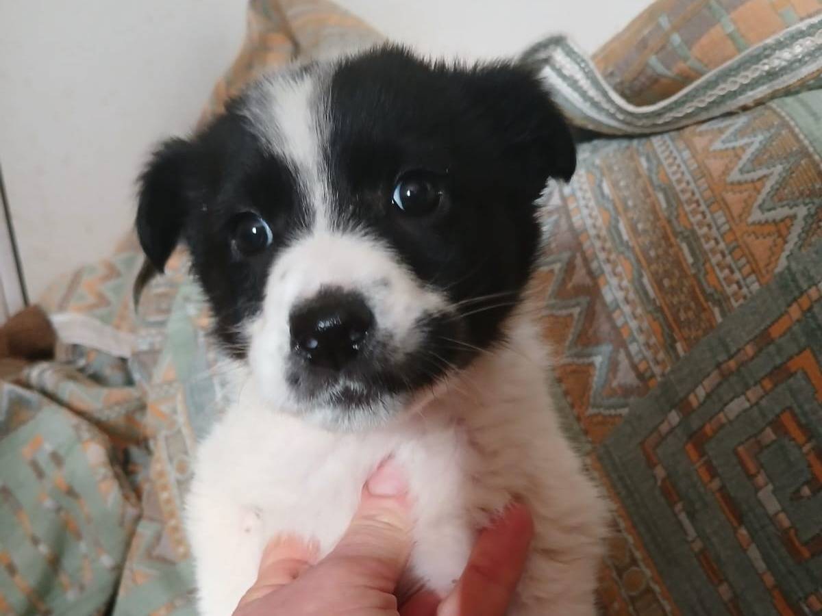 Adozione cane, femmina, Border Collie Razza sconosciuta, 1 anno e 4 mesi, taglia media, Bari