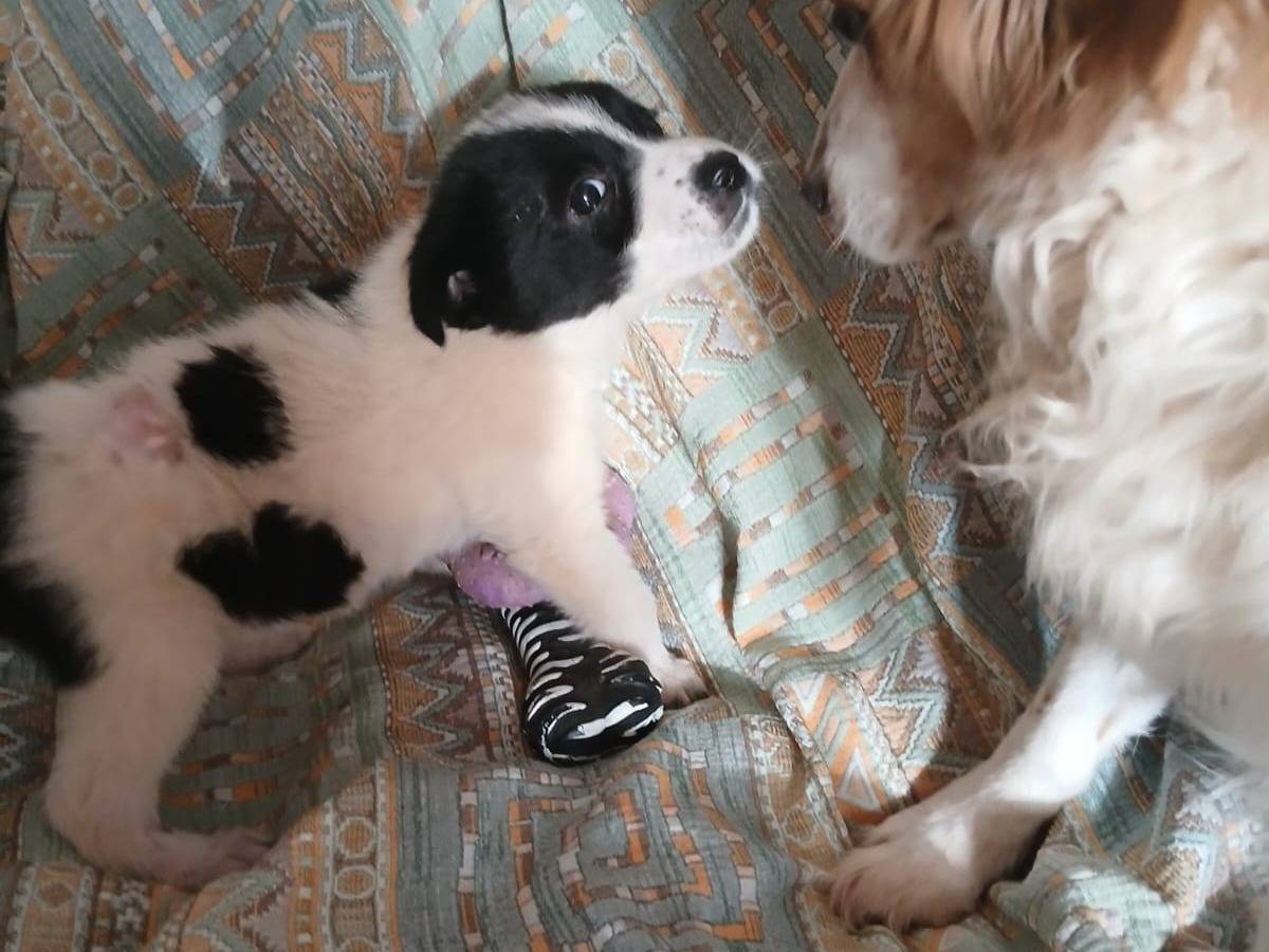 Adotta un cane, femmina, 1 anno e 4 mesi, Bari