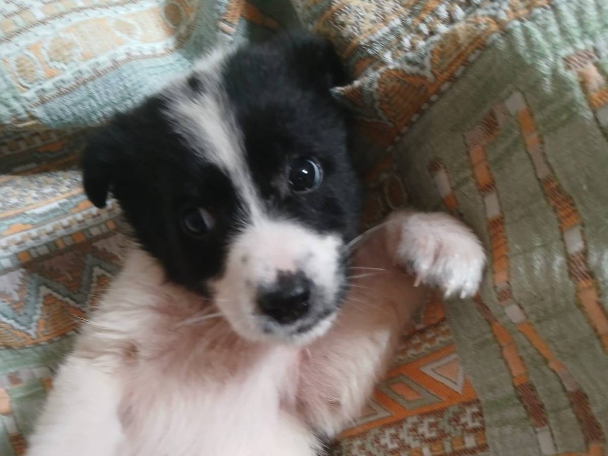 Adotta un cane, taglia media, femmina, Bari