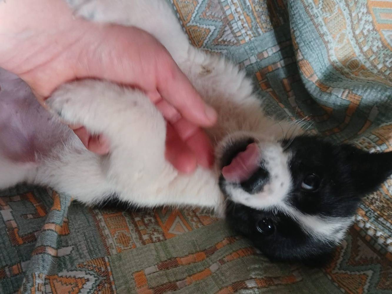 Vuoi adottare un cane a Bari?